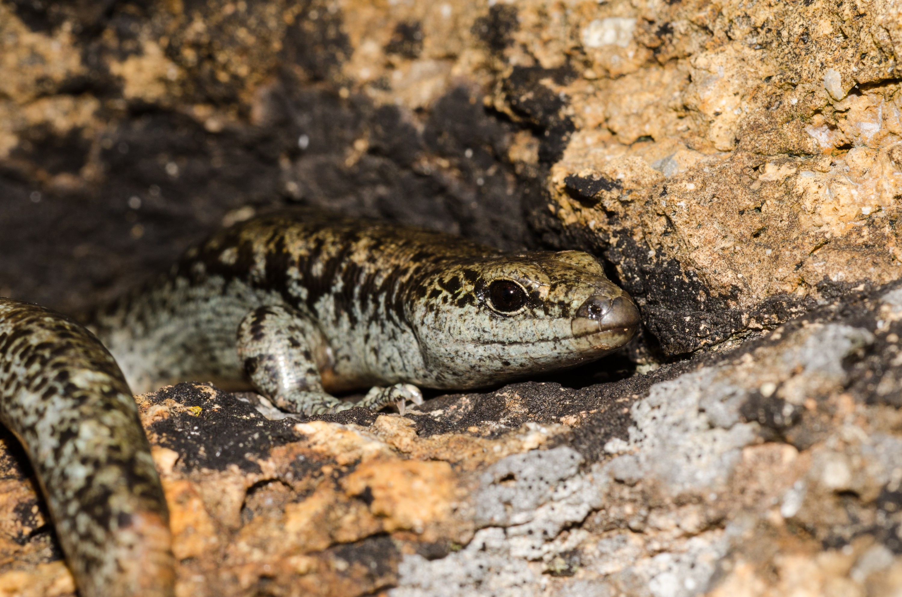 DSC_6050 – Diving, skink, Egg, laying, skink, Oligosoma, suteri, poor, knights, islands, Crispin, reptiles, amphibians, rare, cold, blood, new, new zealand, zealand, nz